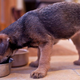 puppy eating from bowl